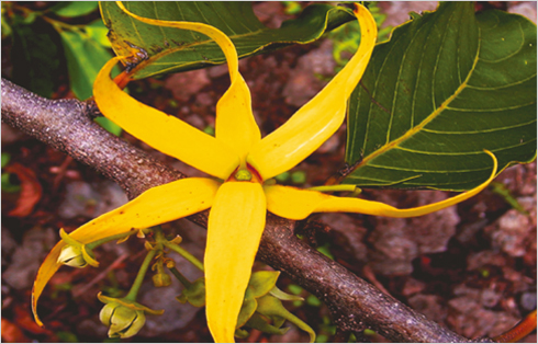 Fleur d'Ylang-Ylang des Comores