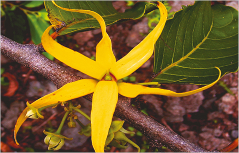 Ylang-Ylang flower